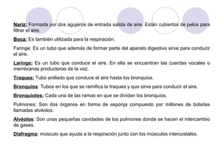 Nariz: Formada por dos agujeros de entrada salida de aire. Están cubiertos de pelos para
filtrar el aire.
Boca: Es también utilizada para la respiración.
Faringe: Es un tubo que además de formar parte del aparato digestivo sirve para conducir
el aire.
Laringe: Es un tubo que conduce el aire. En ella se encuentran las cuerdas vocales o
membranas productoras de la voz.
Traquea: Tubo anillado que conduce el aire hasta los bronquios.
Bronquios: Tubos en los que se ramifica la traquea y que sirve para conducir el aire.
Bronquiolos: Cada una de las ramas en que se dividen los bronquios.
Pulmones: Son dos órganos en forma de esponja compuesto por millones de bolsitas
llamadas alvéolos.
Alvéolos: Son unas pequeñas cavidades de los pulmones donde se hacen el intercambio
de gases.
Diafragma: músculo que ayuda a la respiración junto con los músculos intercostales.
 
