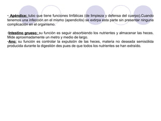 - Apéndice: tubo que tiene funciones linfáticas (de limpieza y defensa del cuerpo).Cuando
tenemos una infección en el mismo (apendicitis) se extirpa esta parte sin presentar ninguna
complicación en el organismo.

-Intestino grueso: su función es seguir absorbiendo los nutrientes y almacenar las heces.
Mide aproximadamente un metro y medio de largo.
-Ano: su función es controlar la expulsión de las heces, materia no deseada semisólida
producida durante la digestión des pues de que todos los nutrientes se han extraído.
 