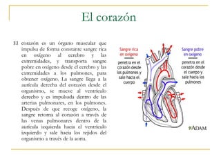 El corazón
El corazón es un órgano muscular que
   impulsa de forma constante sangre rica
   en oxígeno al cerebro y las
   extremidades, y transporta sangre
   pobre en oxígeno desde el cerebro y las
   extremidades a los pulmones, para
   obtener oxígeno. La sangre llega a la
   aurícula derecha del corazón desde el
   organismo, se mueve al ventrículo
   derecho y es impulsada dentro de las
   arterias pulmonares, en los pulmones.
   Después de que recoge oxígeno, la
   sangre retorna al corazón a través de
   las venas pulmonares dentro de la
   aurícula izquierda hacia el ventrículo
   izquierdo y sale hacia los tejidos del
   organismo a través de la aorta.
 