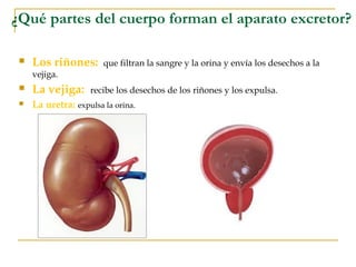 ¿Qué partes del cuerpo forman el aparato excretor? 

    Los riñones:       que filtran la sangre y la orina y envía los desechos a la
     vejiga.
    La vejiga:     recibe los desechos de los riñones y los expulsa.
    La uretra: expulsa la orina.
 