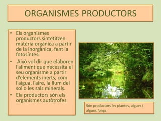 ORGANISMES PRODUCTORSEls organismes productors sintetitzen matèria orgànica a partir de la inorgànica, fent la fotosíntesi Això vol dir que elaboren l’aliment que necessita el seu organisme a partir d’elements inerts, com l’aigua, l’aire, la llum del sol o les sals minerals.Ela productors són els organismes autòtrofesSón productors les plantes, algues i alguns fongs