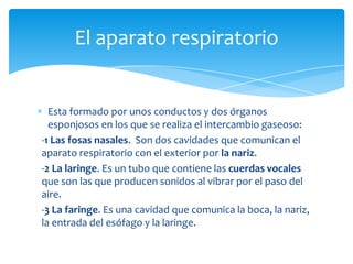 El aparato respiratorio


  Esta formado por unos conductos y dos órganos
  esponjosos en los que se realiza el intercambio gaseoso:
-1 Las fosas nasales. Son dos cavidades que comunican el
aparato respiratorio con el exterior por la nariz.
-2 La laringe. Es un tubo que contiene las cuerdas vocales
que son las que producen sonidos al vibrar por el paso del
aire.
-3 La faringe. Es una cavidad que comunica la boca, la nariz,
la entrada del esófago y la laringe.
 
