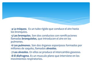 -4 La tráquea. Es un tubo rígido que conduce el aire hasta
los bronquios.
-5 Los bronquios. Son dos conductos con ramificaciones
llamadas bronquiolos, que introducen el aire en los
pulmones.
-6 Los pulmones. Son dos órganos esponjosos formados por
millones de saquito, llamados alveolos.
-7 Los alveolos. En ellos se produce el intercambio gaseoso.
-8 El diafragma. Es un musculo plano que interviene en los
movimientos respiratorios.
 