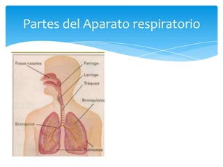 Partes del Aparato respiratorio
 