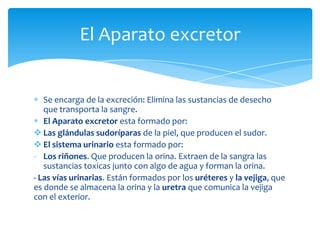 El Aparato excretor


   Se encarga de la excreción: Elimina las sustancias de desecho
   que transporta la sangre.
   El Aparato excretor esta formado por:
 Las glándulas sudoríparas de la piel, que producen el sudor.
 El sistema urinario esta formado por:
- Los riñones. Que producen la orina. Extraen de la sangra las
   sustancias toxicas junto con algo de agua y forman la orina.
- Las vías urinarias. Están formados por los uréteres y la vejiga, que
es donde se almacena la orina y la uretra que comunica la vejiga
con el exterior.
 