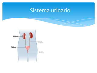 Sistema urinario
 