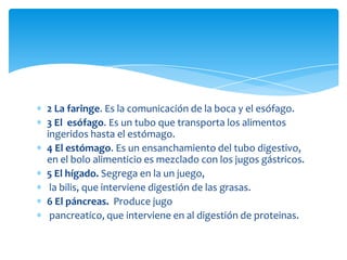 2 La faringe. Es la comunicación de la boca y el esófago.
3 El esófago. Es un tubo que transporta los alimentos
ingeridos hasta el estómago.
4 El estómago. Es un ensanchamiento del tubo digestivo,
en el bolo alimenticio es mezclado con los jugos gástricos.
5 El hígado. Segrega en la un juego,
 la bilis, que interviene digestión de las grasas.
6 El páncreas. Produce jugo
 pancreatico, que interviene en al digestión de proteinas.
 