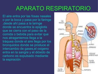 APARATO RESPIRATORIO
El aire entra por las fosas nasales
o por la boca y pasa por la faringe
,desde ahí pasa a la laringe
donde se encuentra la epiglotis
que se cierra con el paso de la
comida o bebida para evitar que
nos atragantemos llega a la
tráquea donde el aire llega por los
bronquiolos donde se produce el
intercambio de gases,el oxigeno
entra en la sangre y el dióxido de
carbono es expulsado mediante
la espiración

 