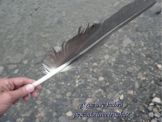 ¿Qué ave habrá
pescado una trucha?
 