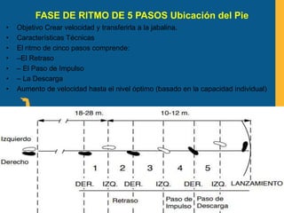 FASE DE RITMO DE 5 PASOS Ubicación del Pie
• Objetivo Crear velocidad y transferirla a la jabalina.
• Características Técnicas
• El ritmo de cinco pasos comprende:
• –El Retraso
• – El Paso de Impulso
• – La Descarga
• Aumento de velocidad hasta el nivel óptimo (basado en la capacidad individual)
 