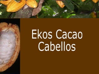 Ekos Cacao Cabellos 