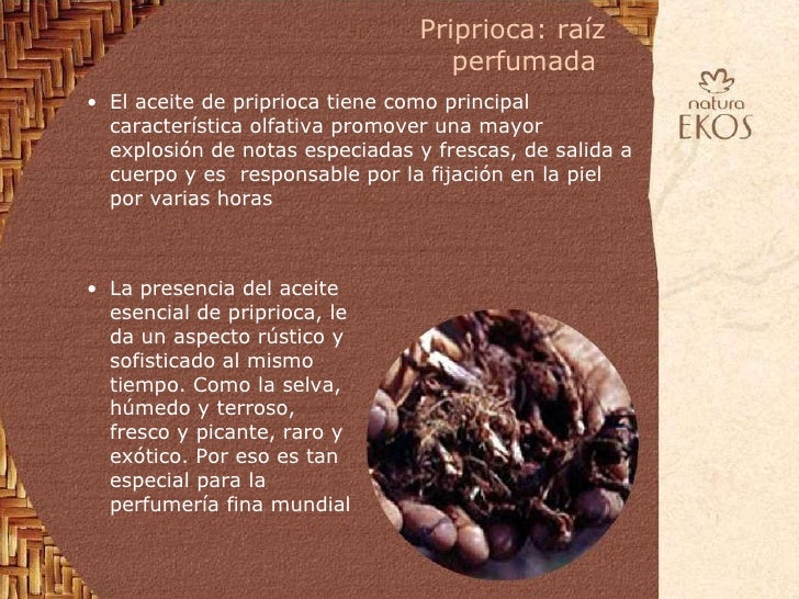 Lanzamiento Priprioca Lanzamiento Priprioca