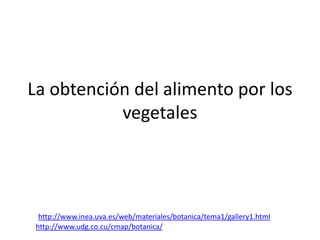 La obtención del alimento por los
           vegetales




  http://www.inea.uva.es/web/materiales/botanica/tema1/gallery1.html
 http://www.udg.co.cu/cmap/botanica/
 