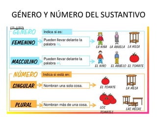 GÉNERO Y NÚMERO DEL SUSTANTIVO
 