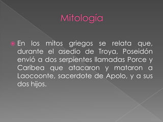 Mitología En los mitos griegos se relata que, durante el asedio de Troya, Poseidón envió a dos serpientes llamadas Porce y Caribea que atacaron y mataron a Laocoonte, sacerdote de Apolo, y a sus dos hijos.
