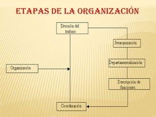 ETAPAS DE LA ORGANIZACIÓN
 