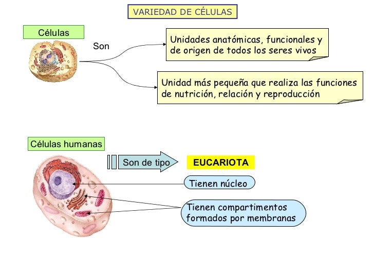 Organizacion del cuerpo humano mapa conceptual