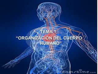 TEMA 1.TEMA 1.
““ORGANIZACIÓN DEL CUERPOORGANIZACIÓN DEL CUERPO
HUMANO”HUMANO”
 