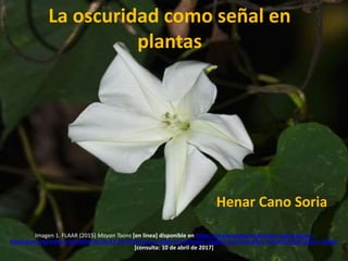 La oscuridad como señal en
plantas
Imagen 1. FLAAR (2015) Mayan Toons [en línea] disponible en https://www.mayan-characters-value-based-
education.org/index.php/2016-06-16-21-19-07/ipomoea-alba-moonflower-images-morning-glory-vulcanize-ball-game-rubber
[consulta: 10 de abril de 2017]
Henar Cano Soria
 