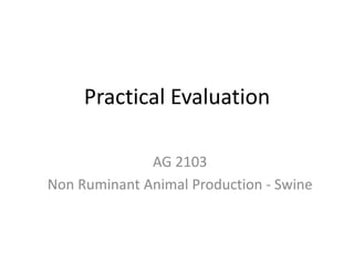 Practical Evaluation
AG 2103
Non Ruminant Animal Production - Swine
 