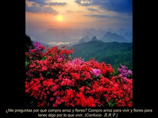 ¿Me preguntas por qué compro arroz y flores? Compro arroz para vivir y flores para tener algo por lo que vivir.   (Confucio  孔夫子 )   