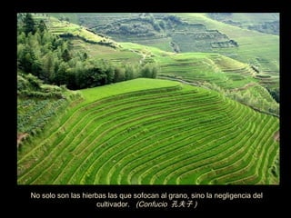 No solo son las hierbas las que sofocan al grano, sino la negligencia del
                     cultivador. (Confucio 孔夫子 )
 