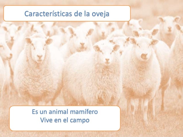La oveja