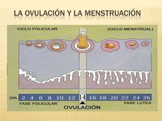 La ovulación y la menstruación 