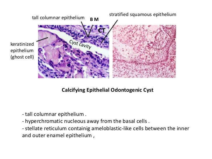 Pathology Lap