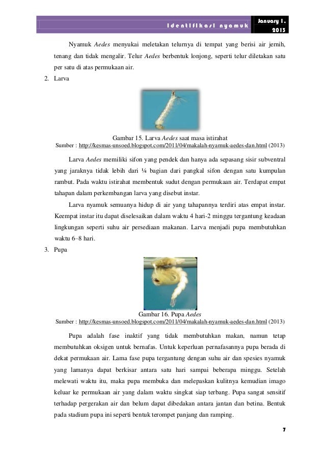 Lap Parasitologi Ii Nyamuk Smtnoredir 1