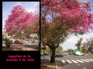 Lapachos en la  Avenida 9 de Julio 
