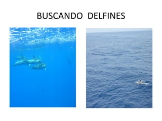BUSCANDO DELFINES
 