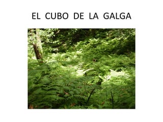 EL CUBO DE LA GALGA
 