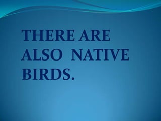THERE ARE
ALSO NATIVE
BIRDS.
 