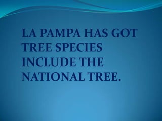 LA PAMPA HAS GOT
TREE SPECIES
INCLUDE THE
NATIONAL TREE.
 