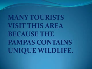 MANY TOURISTS
VISIT THIS AREA
BECAUSE THE
PAMPAS CONTAINS
UNIQUE WILDLIFE.
 