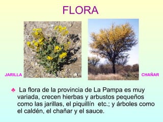 FLORA La flora de la provincia de La Pampa es muy variada, crecen hierbas y arbustos pequeños como las jarillas, el piquillín  etc.; y árboles como el caldén, el chañar y el sauce. JARILLA CHAÑAR 