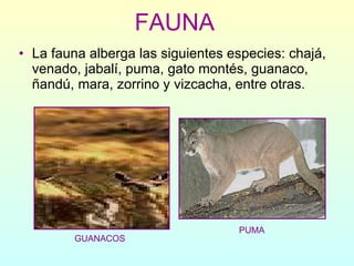 La fauna alberga las siguientes especies: chajá, venado, jabalí, puma, gato montés, guanaco, ñandú, mara, zorrino y vizcacha, entre otras. FAUNA GUANACOS PUMA 