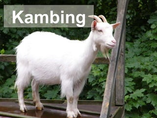 Kambing 