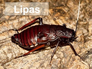 Lipas 