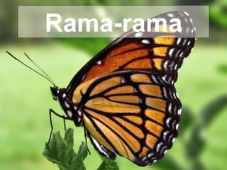 Rama-rama 