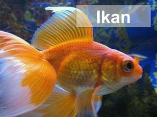 Ikan 