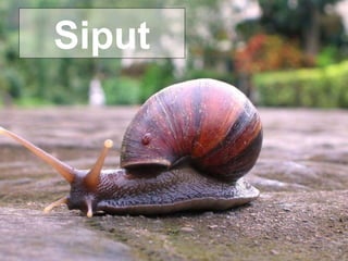 Siput 