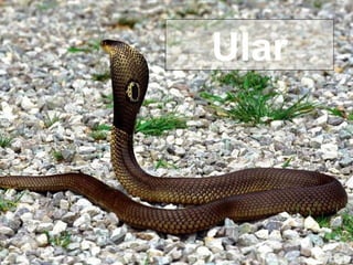 Ular 