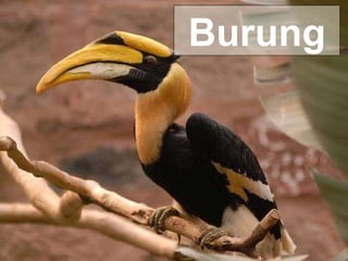 Burung 