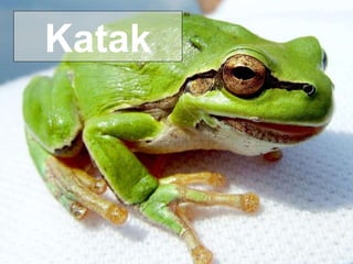 Katak 