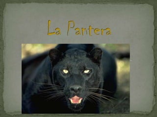 La Pantera 