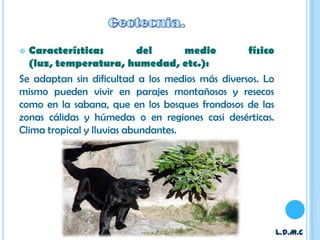  Características          del       medio       físico
  (luz, temperatura, humedad, etc.):
Se adaptan sin dificultad a los medios más diversos. Lo
mismo pueden vivir en parajes montañosos y resecos
como en la sabana, que en los bosques frondosos de las
zonas cálidas y húmedas o en regiones casi desérticas.
Clima tropical y lluvias abundantes.




                                                          L.D.M.C
 