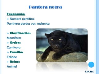 Taxonomía:
 Nombre científico:

Panthera pardus var. melanica

 Clasificación:
Mamíferos
 Orden:

Carnívora
 Familia:

Felidae
 Reino:

Animal
                                L.D.M.C
 
