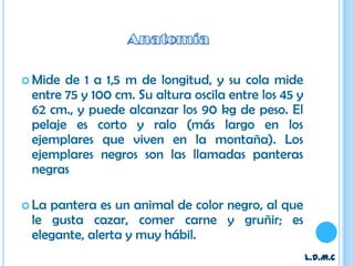  Mide de 1 a 1,5 m de longitud, y su cola mide
 entre 75 y 100 cm. Su altura oscila entre los 45 y
 62 cm., y puede alcanzar los 90 kg de peso. El
 pelaje es corto y ralo (más largo en los
 ejemplares que viven en la montaña). Los
 ejemplares negros son las llamadas panteras
 negras

 Lapantera es un animal de color negro, al que
 le gusta cazar, comer carne y gruñir; es
 elegante, alerta y muy hábil.
                                                      L.D.M.C
 